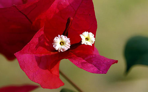 紅藍(lán)花