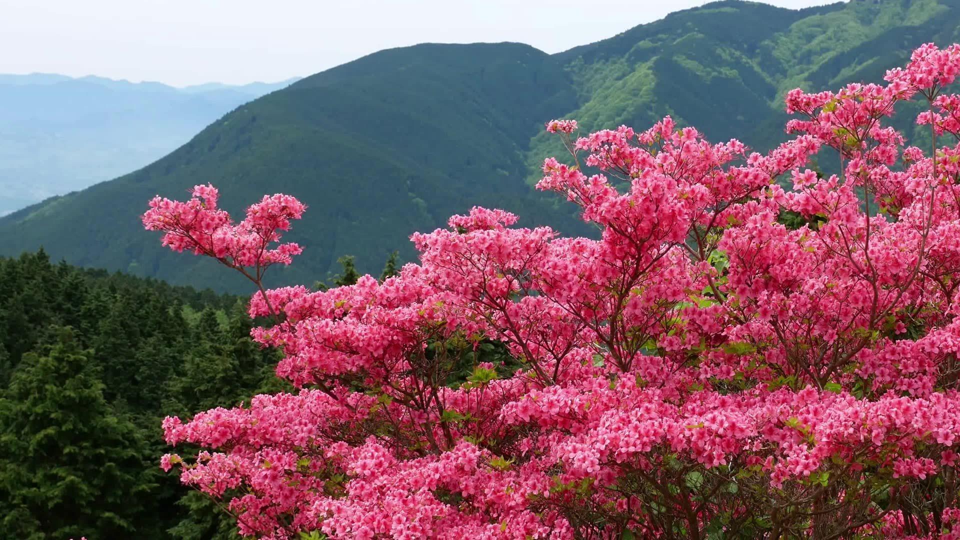 滿山紅